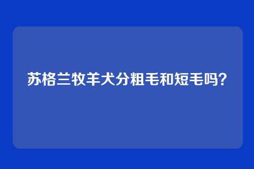 苏格兰牧羊犬分粗毛和短毛吗？