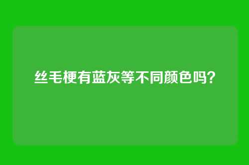 丝毛梗有蓝灰等不同颜色吗？