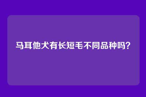 马耳他犬有长短毛不同品种吗？