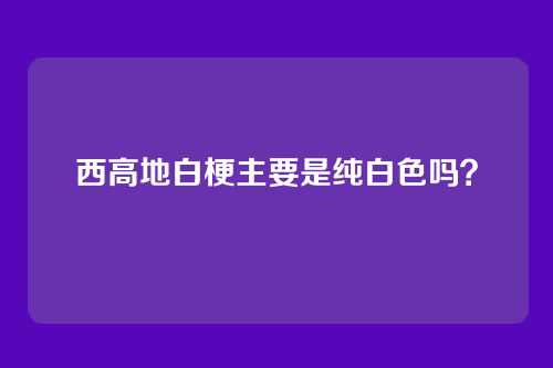 西高地白梗主要是纯白色吗？