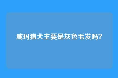 威玛猎犬主要是灰色毛发吗？