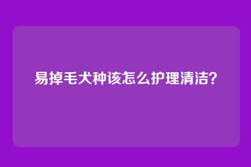 易掉毛犬种该怎么护理清洁？