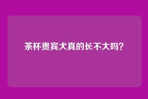 茶杯贵宾犬真的长不大吗？