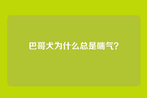 巴哥犬为什么总是喘气？
