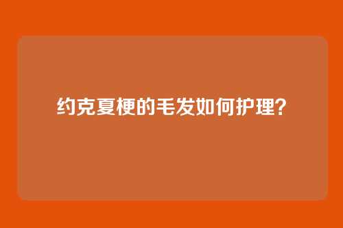 约克夏梗的毛发如何护理？