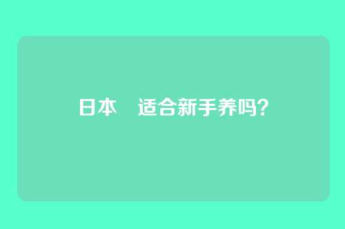 日本狆适合新手养吗？