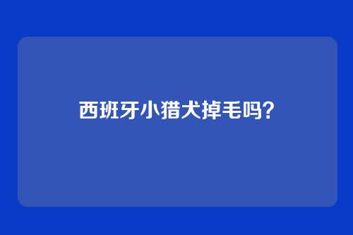 西班牙小猎犬掉毛吗？