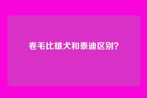卷毛比雄犬和泰迪区别？