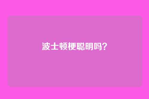 波士顿梗聪明吗？