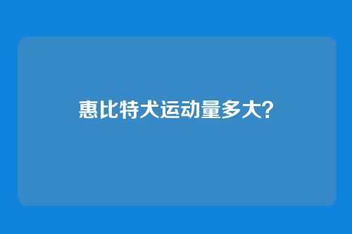 惠比特犬运动量多大？