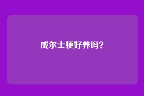 威尔士梗好养吗？