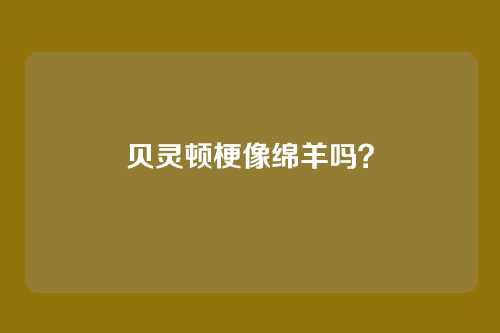 贝灵顿梗像绵羊吗？