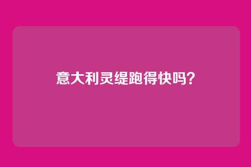 意大利灵缇跑得快吗？
