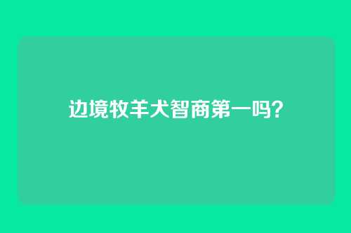 边境牧羊犬智商第一吗？