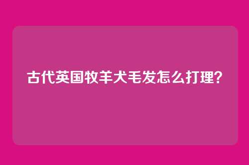 古代英国牧羊犬毛发怎么打理?