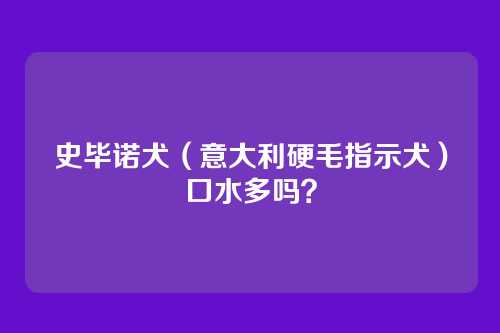 史毕诺犬(意大利硬毛指示犬)口水多吗?