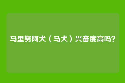 马里努阿犬（马犬）兴奋度高吗？