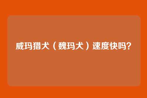 威玛猎犬(魏玛犬)速度快吗?