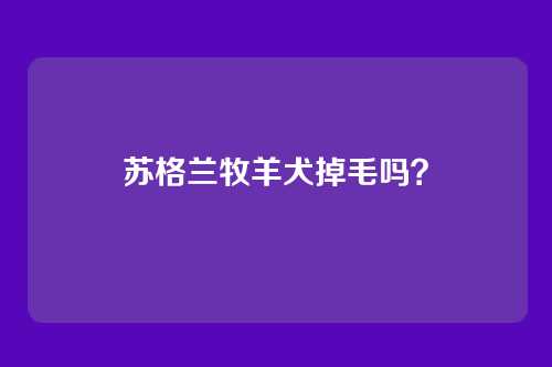 苏格兰牧羊犬掉毛吗?