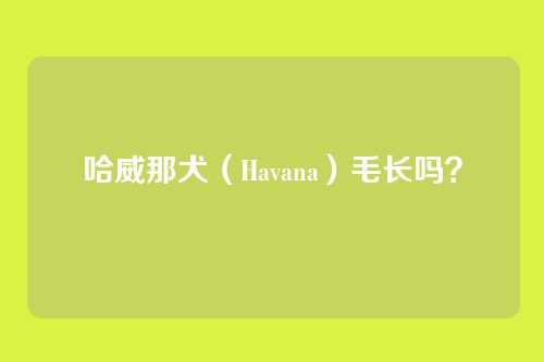 哈威那犬（Havana）毛长吗？