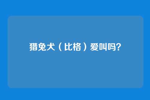 猎兔犬（比格）爱叫吗？