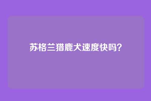 苏格兰猎鹿犬速度快吗?