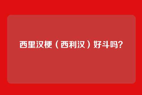 西里汉梗(西利汉)好斗吗?