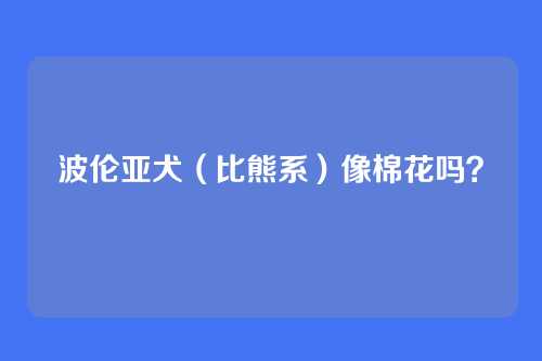 波伦亚犬(比熊系)像棉花吗?