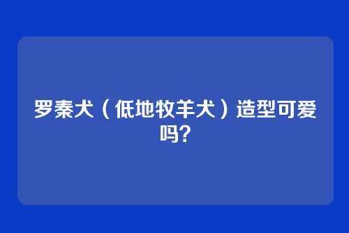 罗秦犬(低地牧羊犬)造型可爱吗?