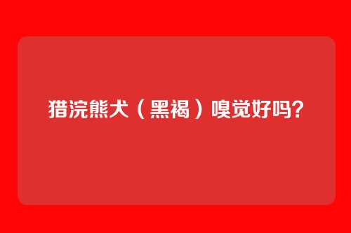 猎浣熊犬(黑褐)嗅觉好吗?