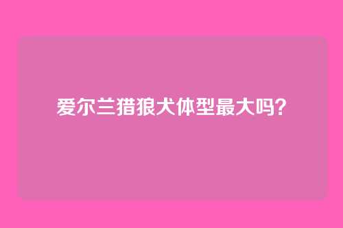 爱尔兰猎狼犬体型最大吗？
