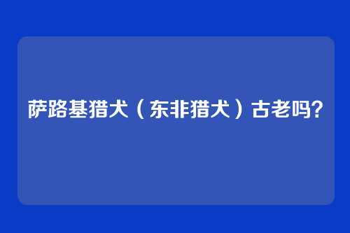 萨路基猎犬（东非猎犬）古老吗？