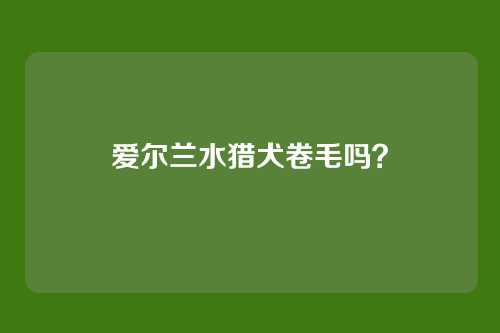 爱尔兰水猎犬卷毛吗?