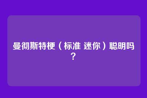 曼彻斯特梗(标准 迷你)聪明吗?