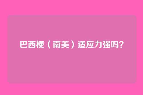 巴西梗(南美)适应力强吗?