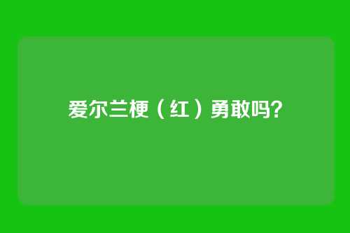 爱尔兰梗(红)勇敢吗?