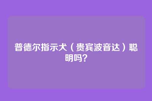 普德尔指示犬（贵宾波音达）聪明吗？