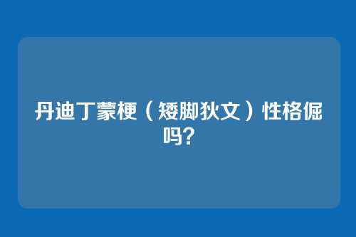 丹迪丁蒙梗（矮脚狄文）性格倔吗？