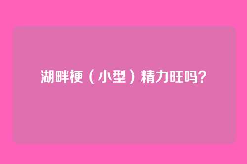 湖畔梗(小型)精力旺吗?
