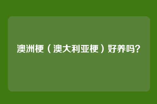 澳洲梗(澳大利亚梗)好养吗?