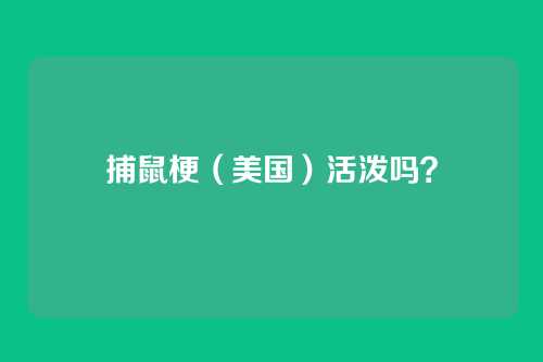 捕鼠梗(美国)活泼吗?