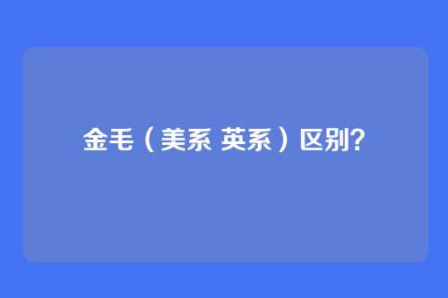 金毛(美系 英系)区别?