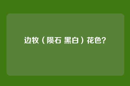 边牧(陨石 黑白)花色?