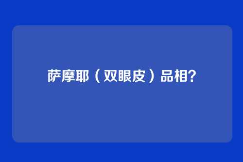 萨摩耶（双眼皮）品相？