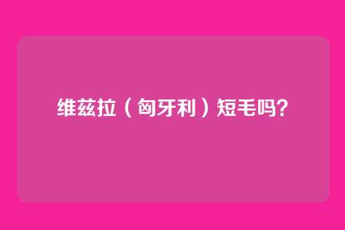 维兹拉(匈牙利)短毛吗?