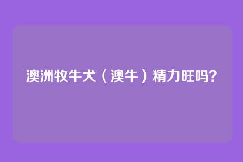 澳洲牧牛犬（澳牛）精力旺吗？