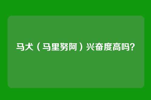 马犬(马里努阿)兴奋度高吗?