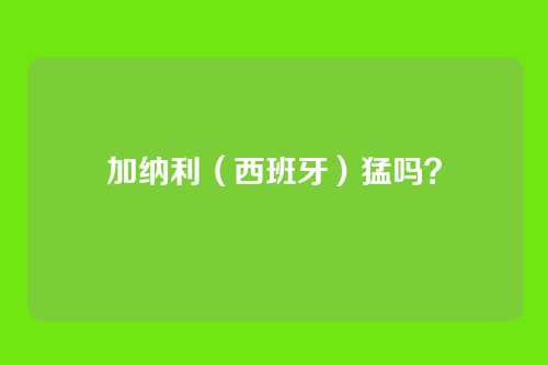 加纳利(西班牙)猛吗?