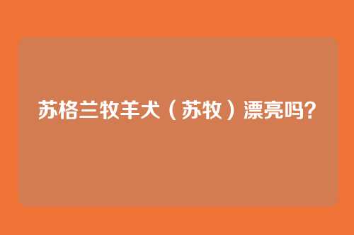 苏格兰牧羊犬(苏牧)漂亮吗?