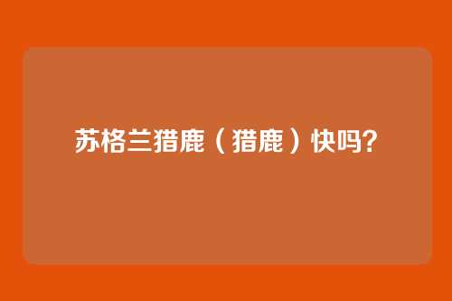 苏格兰猎鹿（猎鹿）快吗？